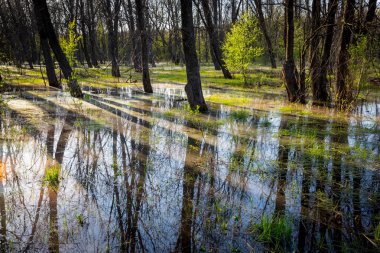 orman ile sular altında çayır