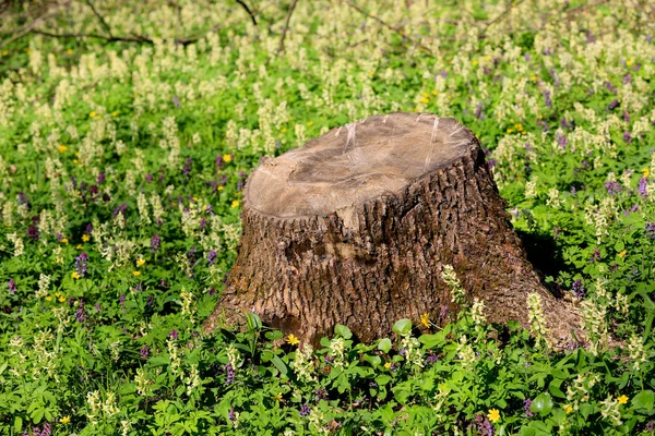 Houten stomp op weide — Stockfoto