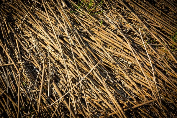 Dry grass background — Stock Photo, Image