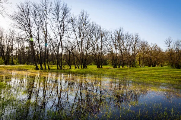 Prado inundado en el bosque —  Fotos de Stock