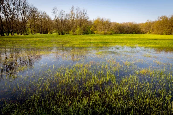 Flooded pasture in forest — Stock Photo, Image