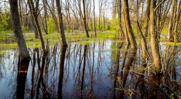 Overstroomd weide in bos — Stockfoto