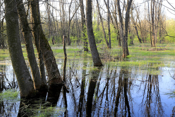 swamp in spring forest