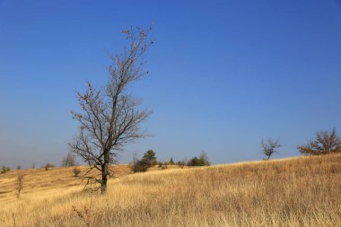 çayır yapraksız ağacı
