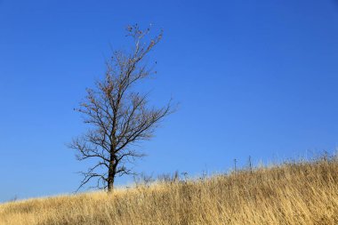 Kuru çayırdaki yalnız ağaç.