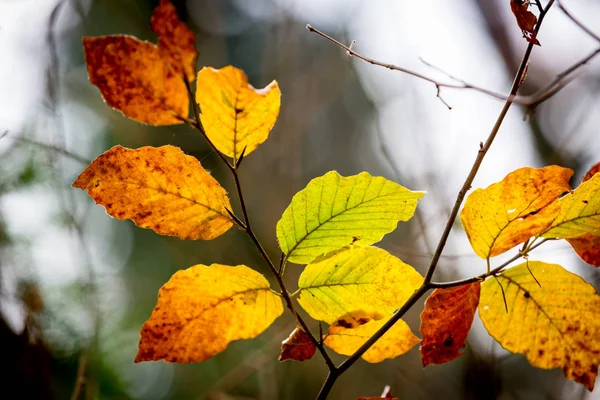 Autumn twig in forest — Stock Photo, Image