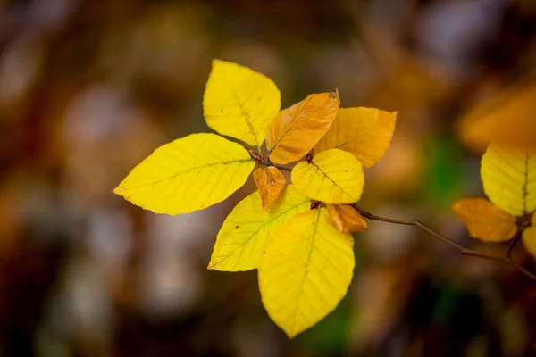 Nice abstract autumn twig in fores — Stock Photo, Image