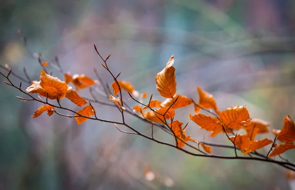 Grazioso ramoscello autunno astratto in fronti — Foto Stock