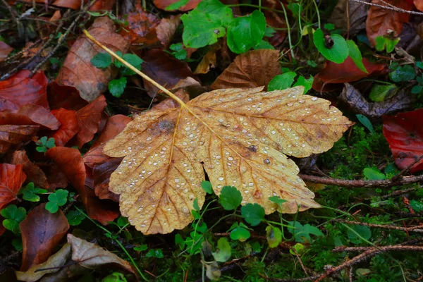 秋天的叶子和水滴 — 图库照片