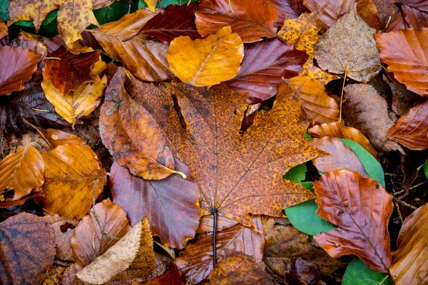 Hoja abstracta de otoño — Foto de Stock