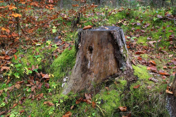 Oude houten stomp in het bos — Stockfoto