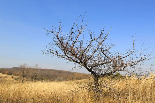 Kuru çayırda yapraksız ağaç — Stok fotoğraf