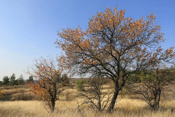 Alberi autunnali con foglie secche sul prato — Foto Stock