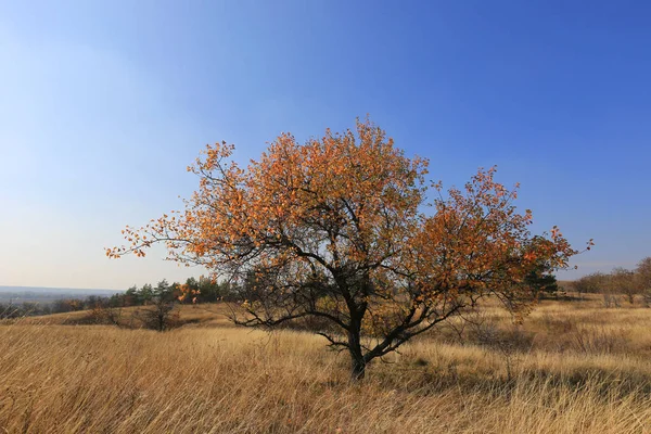 Одинокое дерево на осеннем лугу — стоковое фото