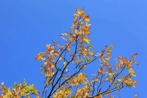Bright autumn brunch on blue sky background — Stock Photo, Image