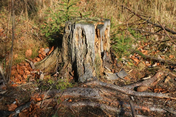 Old wooden stump — Stok fotoğraf