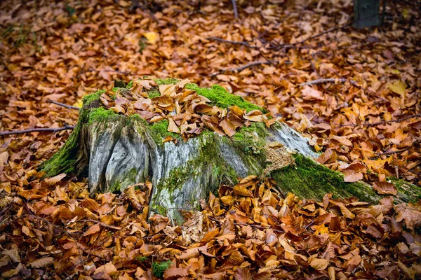 Tronc de bois sec avec mousse verte en feuillage d'automne — Photo