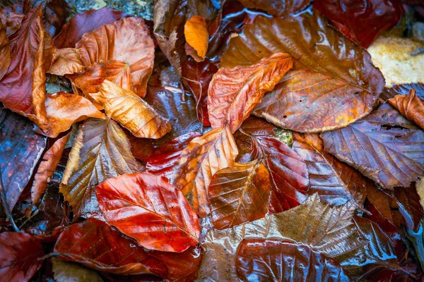 Hoja húmeda de otoño — Foto de Stock
