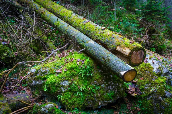 Vieux troncs en bois dans la forêt profonde et mousseuse — Photo