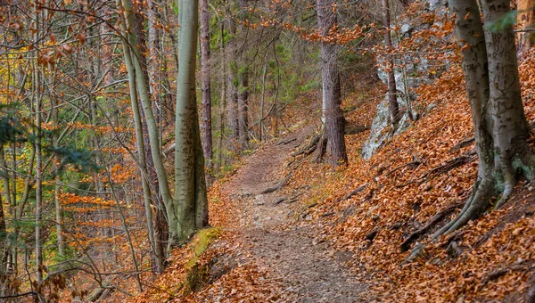 Walk way in autumn forest — Stock Photo, Image