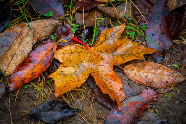 Feuillage d'automne humide sur le sol — Photo