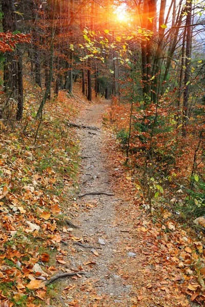 Pathway in autumn forest — Stock Photo, Image
