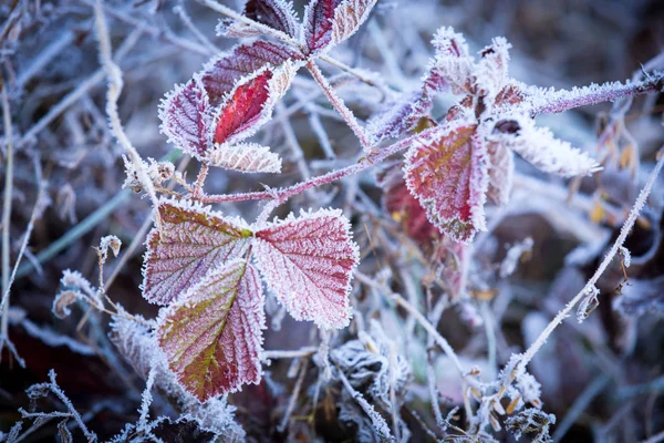 朝の霜の中で抽象的な凍った小枝 — ストック写真