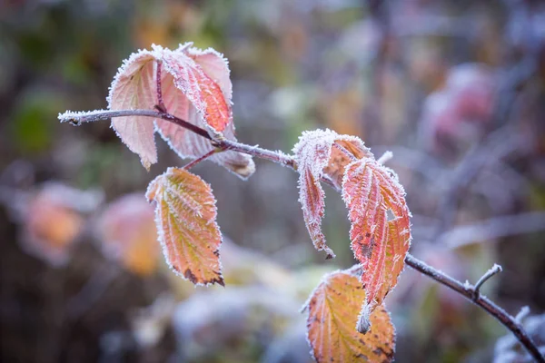 Podzimní mražená větvička v chrastítku — Stock fotografie