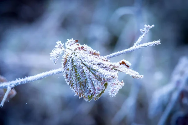Frosted twig in hoarfrost — Stock Photo, Image