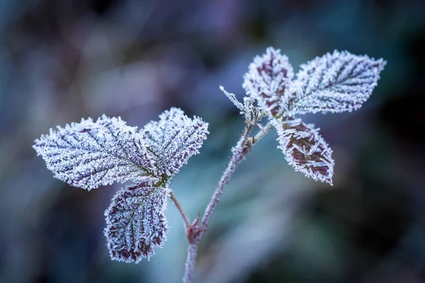 Morgonfrost på kvist — Stockfoto