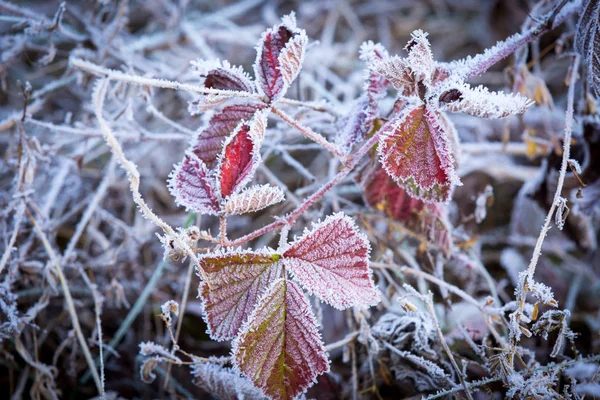 Fagyasztott ág reggel hoafrost — Stock Fotó