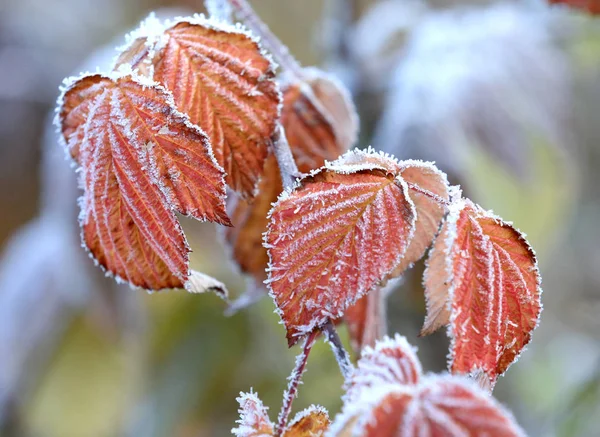 霜に赤い葉を持つ植物は — ストック写真