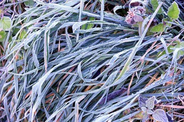 草地上结冰的绿草 — 图库照片