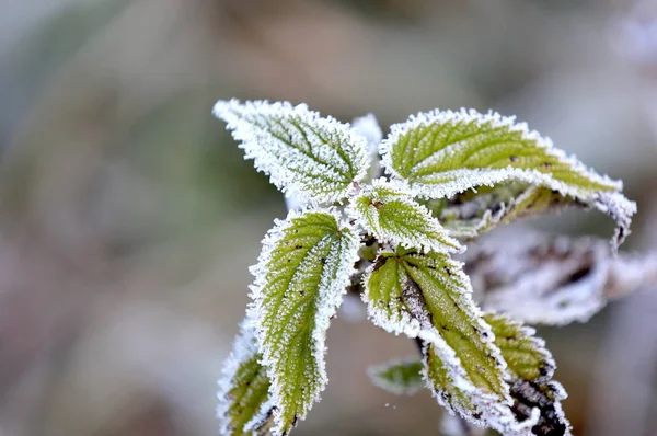 Frozen green grass in morning hoarfrost — Stock Photo, Image