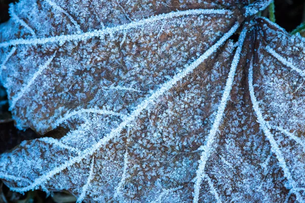 Frozen leaf in hoarfrost — Stock Photo, Image