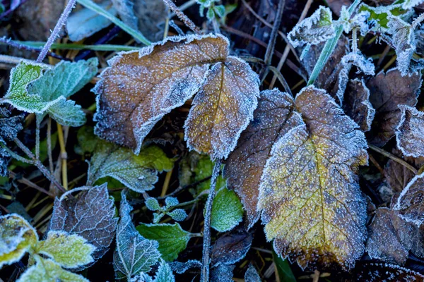 Замороженная осенняя листовка — стоковое фото