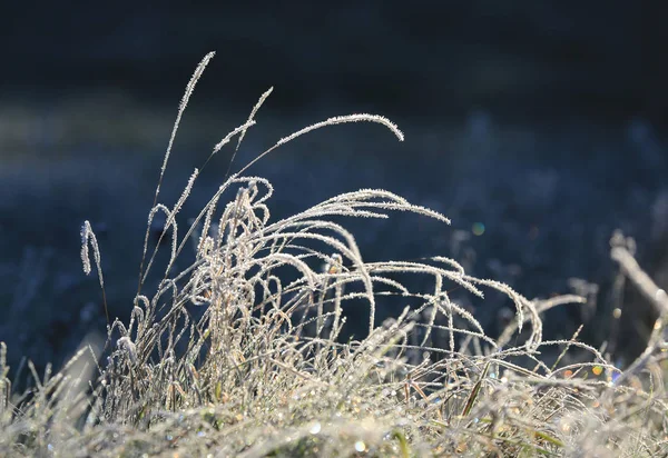 Hierba en la helada en el prado — Foto de Stock