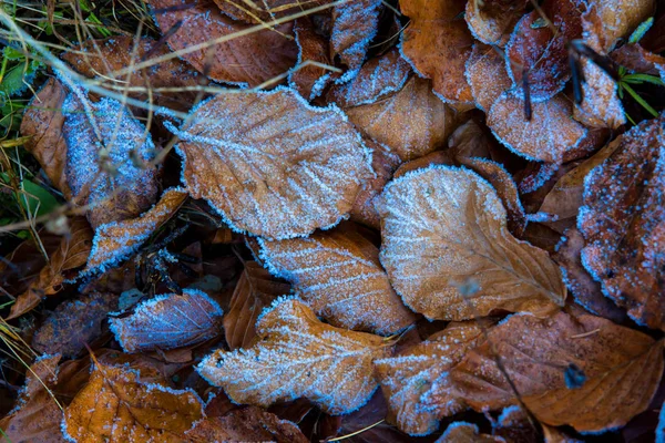 Oud herfstbeukenblad in blauwe rietvorst — Stockfoto
