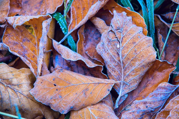 Stare opadłe liście bukowe w niebieskim szronie — Zdjęcie stockowe