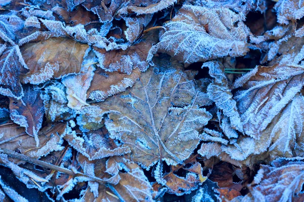 Frozen leafage on ground — Stock Photo, Image