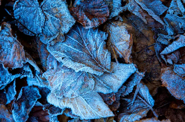 Old fallen leafage in blue hoarfrost — Stock Photo, Image