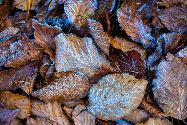 Alte Herbstbuchenblätter in blauem Raureif — Stockfoto