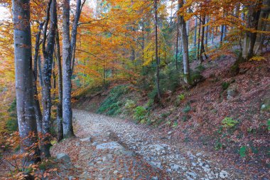 patway in autumn forest
