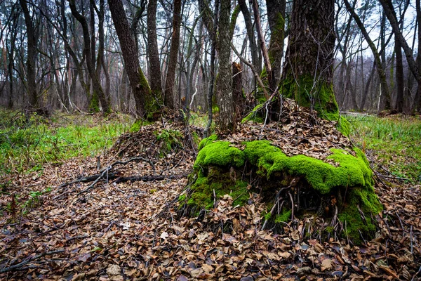 Зеленый мох на корнях — стоковое фото