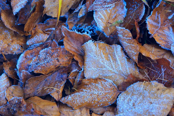 Осенняя листовка в инее — стоковое фото