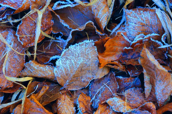 Fond de feuillage d'automne givré — Photo