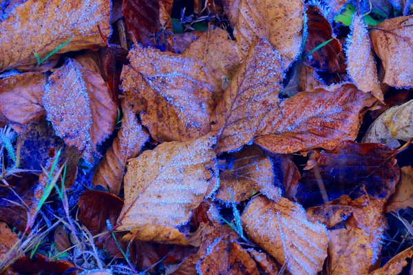 Hoja de otoño en las heladas —  Fotos de Stock