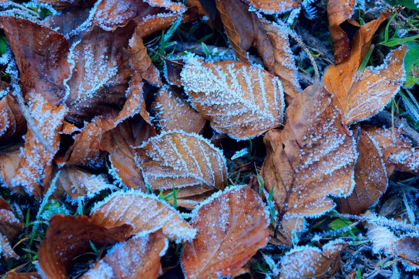 Hoja de haya de otoño en escarcha —  Fotos de Stock