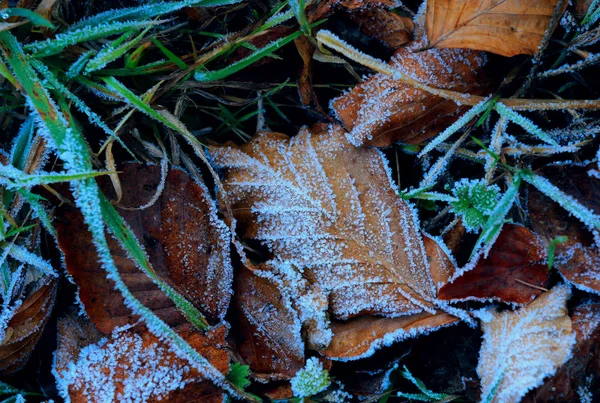 Höst boklöv och gräs i hesparfrost — Stockfoto