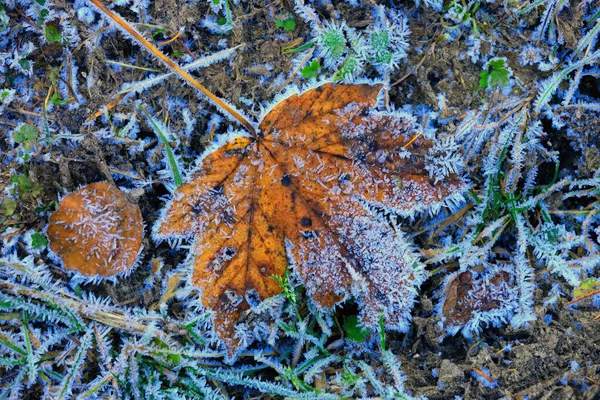 霜の中で草の上にカエデの葉 — ストック写真